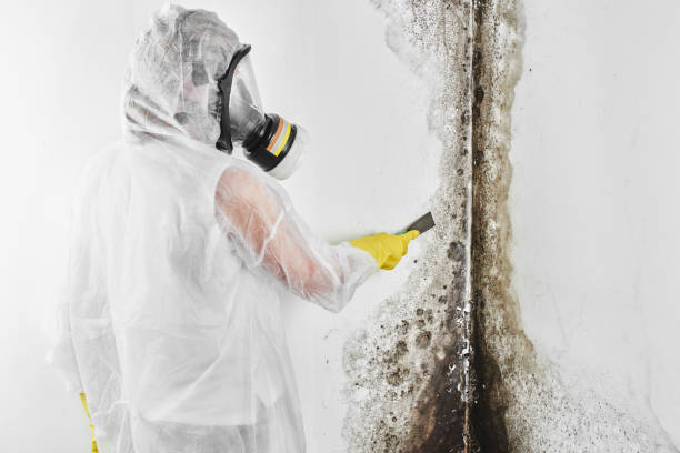 Best Crawl Space Mold Remediation in Mcgovern, PA