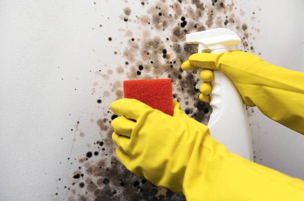 Best Residential Mold Remediation in Mcgovern, PA