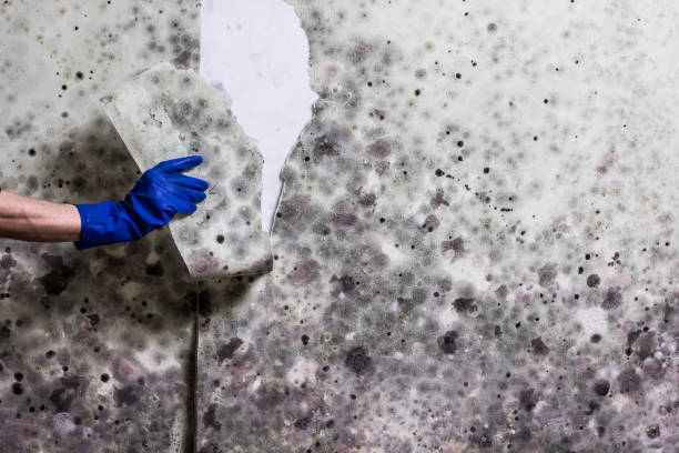Best Black Mold Remediation in Mcgovern, PA